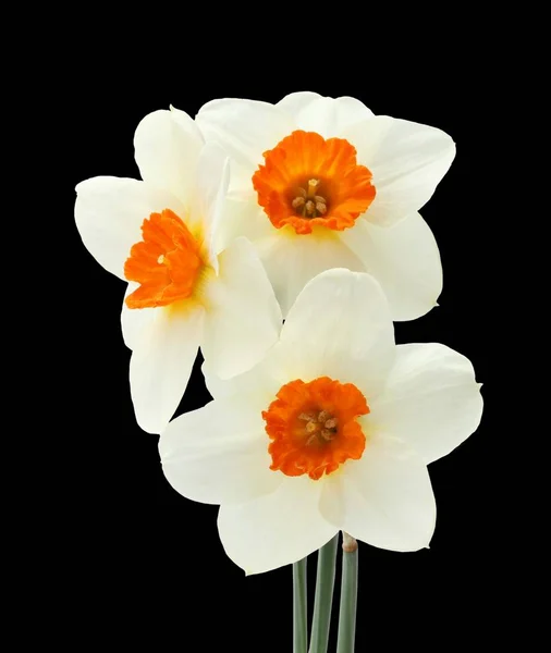 3 수 선화 검은 배경에 고립의 꽃다발 — 스톡 사진