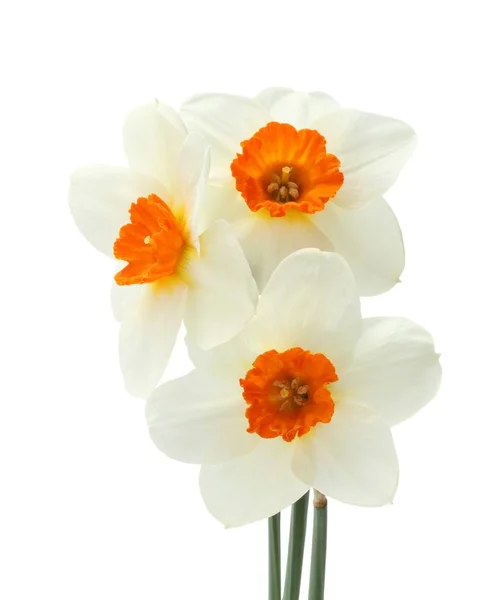 Bouquet de trois jonquilles isolées sur fond blanc — Photo