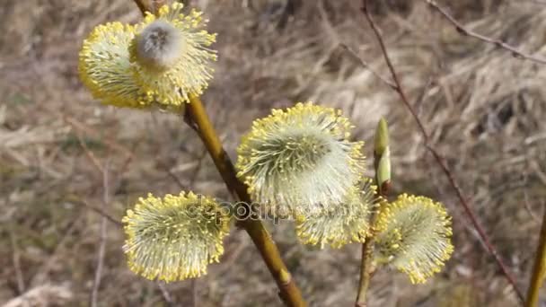 Blossoming buds on pussy willow against dry grass background — Stock Video