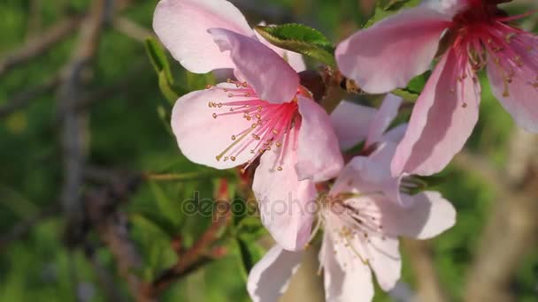 Цветущее персиковое дерево - ветка с цветами, мерцающими на ветру в солнечный весенний день — стоковое видео