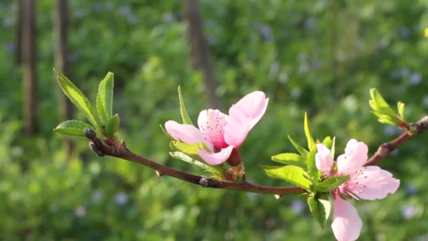 Bloei perzik boom - tak met bloemen flikkeren in de wind op zonnige lentedag — Stockvideo