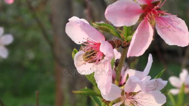 Biet samlar nektar på en persiko träd blomma på solig vårdag — Stockvideo