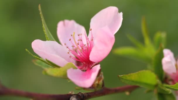 Bloei perzik boom - tak met bloemen flikkeren in de wind op zonnige lentedag — Stockvideo
