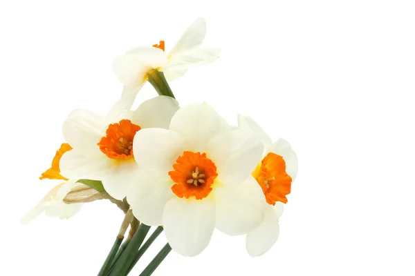 Bouquet de cinq jonquilles isolées sur fond blanc — Photo