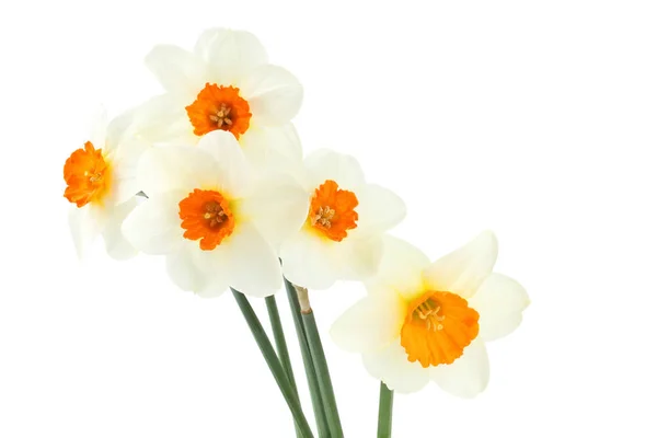 5 수 선화 흰색 배경에 고립의 꽃다발 — 스톡 사진
