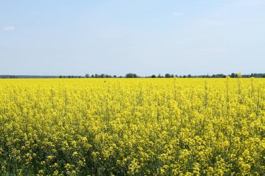 Kolza tohumu alan bahar, parlak mavi gökyüzü ile
