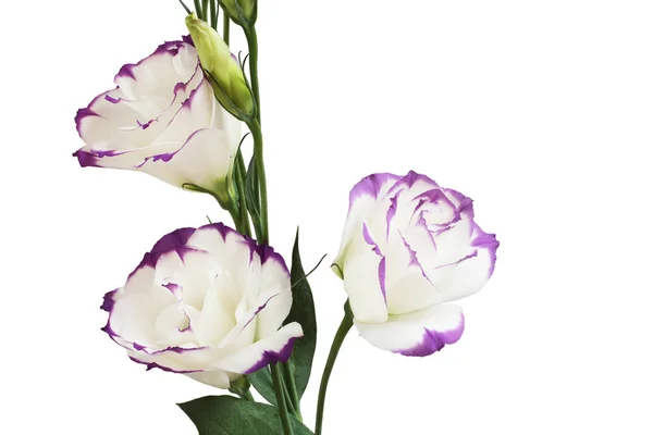 Bianco con bordi viola fiore eustoma isolato su sfondo bianco — Foto Stock