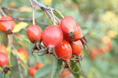 Erken sonbahar - olgun vahşi rose hips Bush