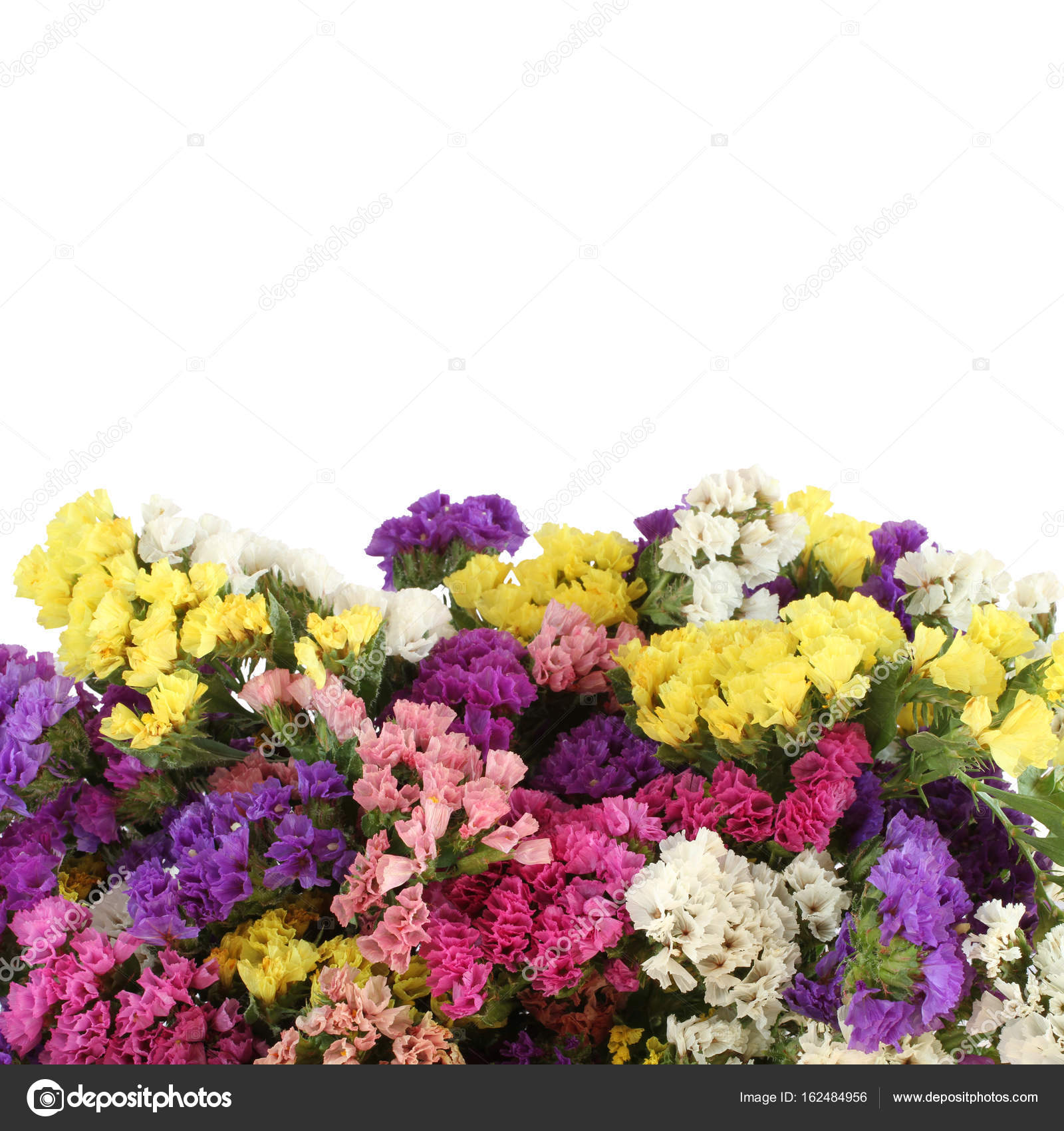 Pink Purple Yellow White Statice Flowers Bouquet Isolated On White Background Stock Photo Image By C M Photographer Pink Purple Yellow White Statice Flowers Bouquet Isolated On White Background Stock Photo Image By C M Photographer