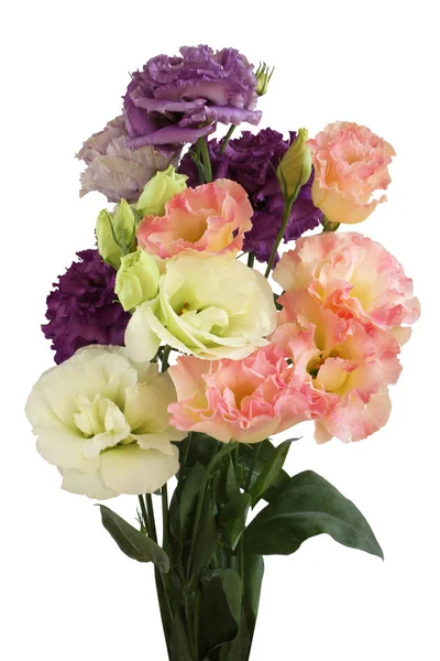 Strauß weißer, rosa und lila Eustoma-Blüten isoliert auf weißem Hintergrund — Stockfoto
