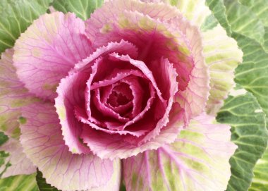 Süs lahana buketleri için. Portre