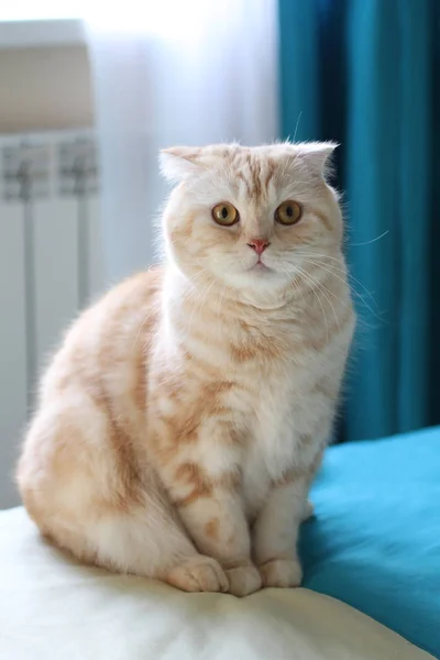 Grädde Tabby Scottish Fold katt mot fönster med vita och cyan gardiner — Stockfoto