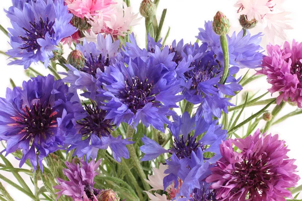 Beyaz arka plan üzerinde pembe, mor, beyaz, mavi, leylak alan karanfil çiçek