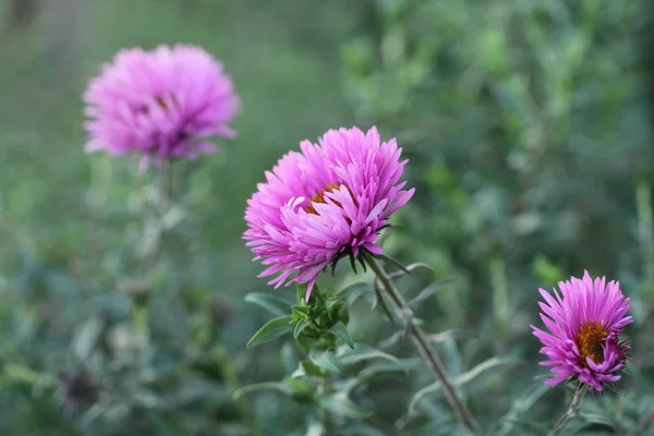 绿草背景下的紫色花朵 — 图库照片