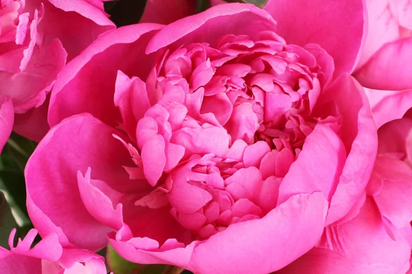 Hermosa Peonía Rosa Caliente Abierta Pequeña Primer Plano —  Fotos de Stock