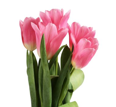 Beyaz arka plan üzerinde izole beş Pembe Lale çiçek buketi