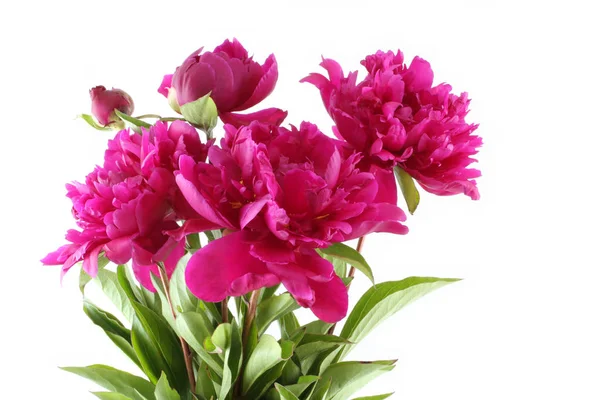 Bouquet Dark Pink Peonies White Background — Stock Photo, Image
