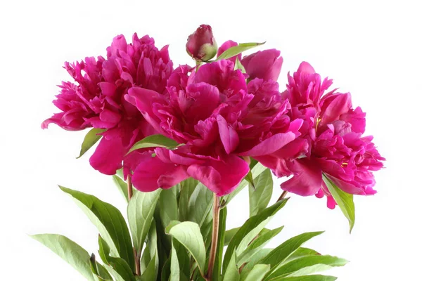 바탕에 어두운 분홍색 모란의 꽃다발 — 스톡 사진