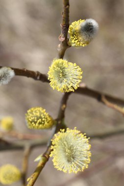 Kukum kuru ot arka plan üzerinde çiçek tomurcukları