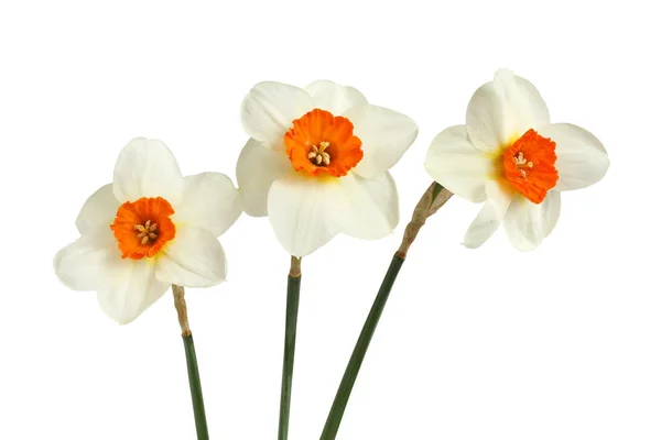 Bouquet Trois Jonquilles Isolées Sur Fond Blanc — Photo