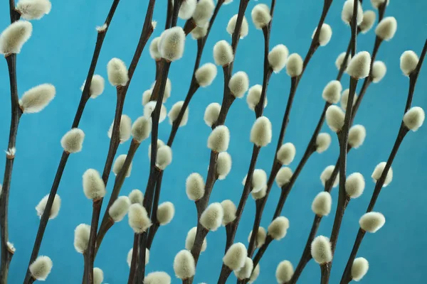 Expanded Buds Pussy Willow Cyan Background — Stock Photo, Image