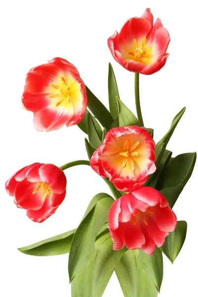 Bouquet Five Red Tulip Flowers Isolated White Background — Stock Photo, Image