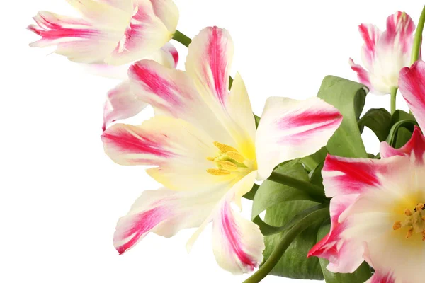 White Tulips Red Edges Petals Isolated White Background — Stock Photo, Image