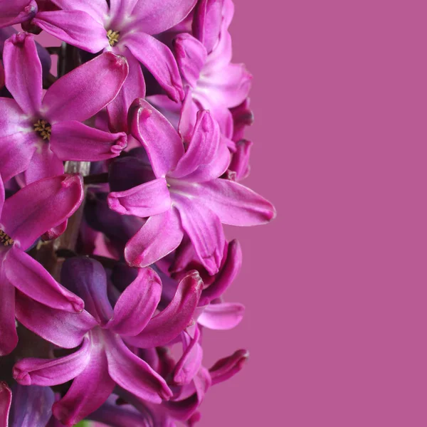 Фіолетова Квітка Гіацинту Світло Фіолетовому Фоні — стокове фото