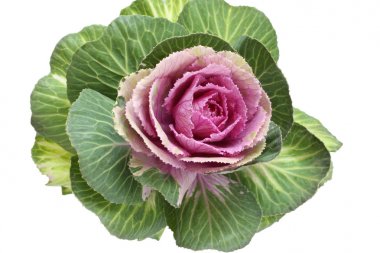 Beyaz arka plan üzerinde izole pembe lahana çiçekli süs yeşil