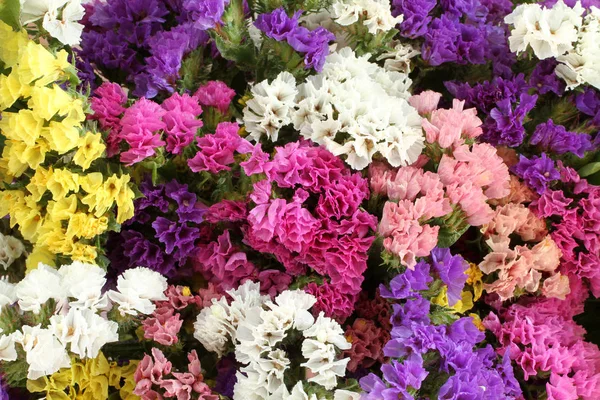 Pink, purple, yellow, white Statice flowers  -  Limonium Background