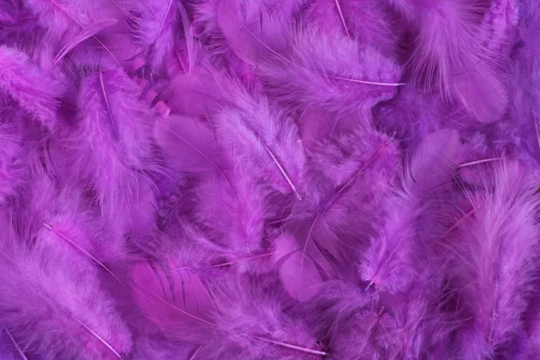 Background Small Lilac Plumes Situated Irregularly — Stock Photo, Image