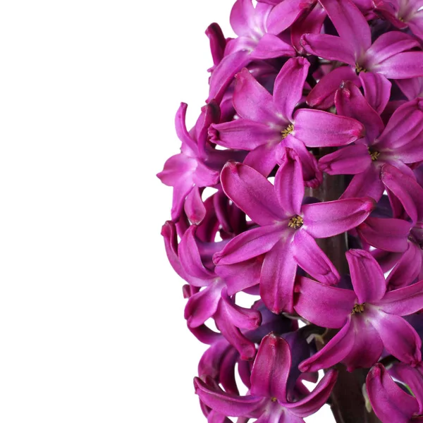 Фіолетова Квітка Гіацинту Ізольована Білому Фоні — стокове фото