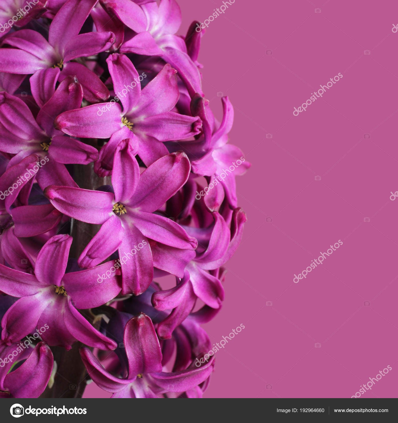 Purple Hyacinth Flower Light Purple Background Stock Photo by ©M