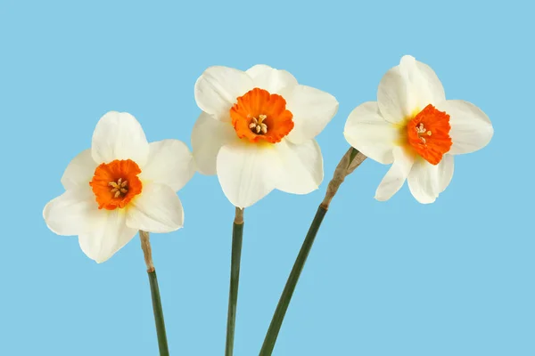 Bouquet Trois Jonquilles Isolées Sur Fond Bleu Clair — Photo