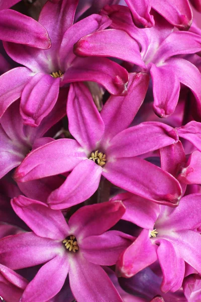 Fiore Giacinto Viola Aperto Primo Piano Macro — Foto Stock