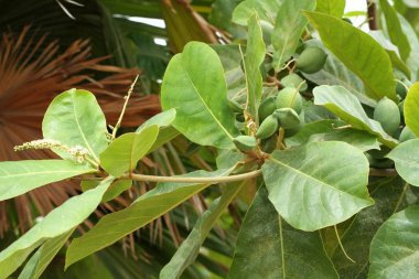 Yeşil renk olgunlaşmamış Hint badem meyve ağacı (tropikal badem, Combretaceae) üzerinde. Akvaryum için yaprakları