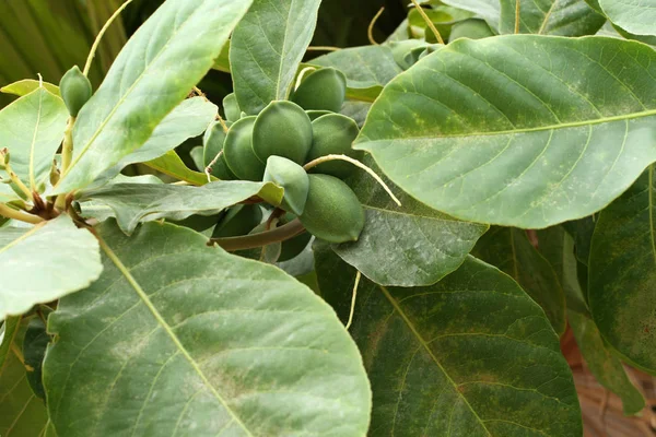 Colore Verde Acerbo Mandorle Indiane Sull Albero Mandorle Tropicali Combretaceae — Foto Stock