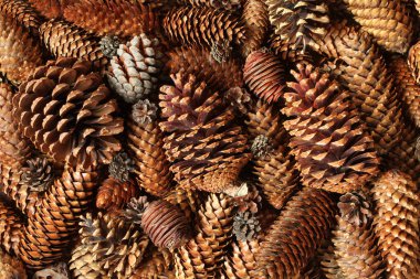 Bir yığın kurumuş çam kozalağı. - Yakın çekim. Makro