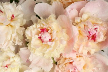 Buket açıldı küçük açık pembe şakayık. Closeup