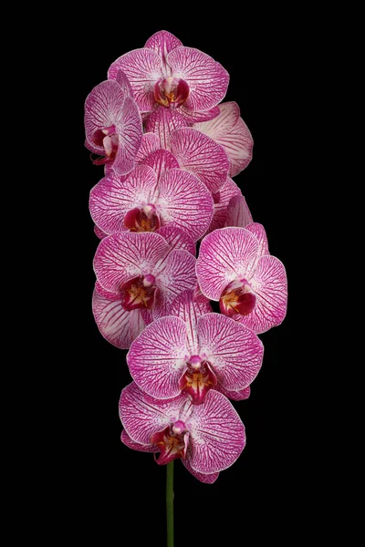 Bianco con orchidea viola (Phalaenopsis) isolato su dorso nero — Foto Stock