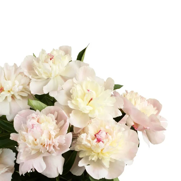 Bouquet Small Light Pink Peonies White Background — Stock Photo, Image