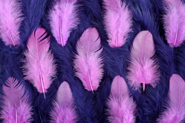 Фон маленьких голубых и розовых перьев — стоковое фото