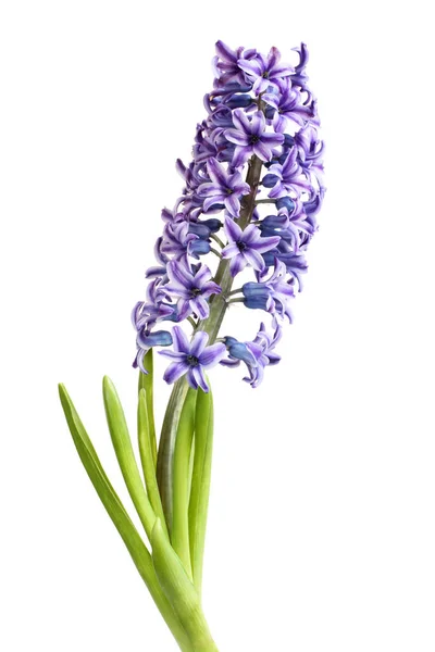 Нежно-фиолетовый гиацинтовый цветок изолирован на белом фоне — стоковое фото