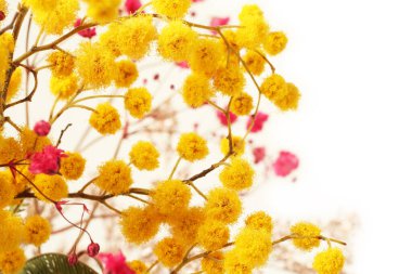 Beyaz arka planda Mimosa dalı ve kurumuş pembe çiçekler