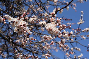 Çiçek açan bir kayısı ağacının dalına karşı mavi gökyüzü arka planı