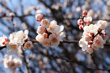 Çiçek açan bir kayısı ağacının dalına karşı mavi gökyüzü arka planı