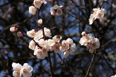 Bumblebee mavi gökyüzüne karşı çiçek açan bir kayısı ağacının üzerinde uçar.