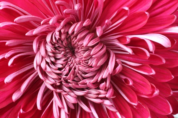 Kern Van Grote Magenta Chrysant Bloem Een Close Blauwe Wijting — Stockfoto