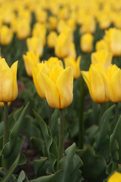 Aiuola Tulipani Gialli Nel Parco Primo Piano — Foto Stock