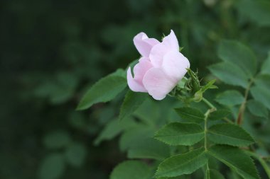 Park arka planında pembe bir gül çiçeği